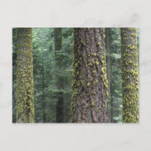 Riesen-Sequoia-Bäume im Wald, Sequoia und Postkarte (Vorderseite)