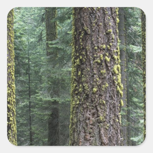 Riesen-Sequoia-Bäume im Wald, Sequoia und Quadratischer Aufkleber (Vorderseite)
