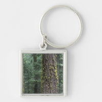 Riesen-Sequoia-Bäume im Wald, Sequoia und