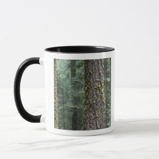 Riesen-Sequoia-Bäume im Wald, Sequoia und Tasse (Links)