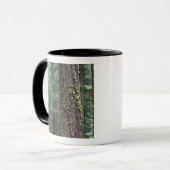 Riesen-Sequoia-Bäume im Wald, Sequoia und Tasse (Vorderseite Links)