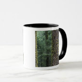 Riesen-Sequoia-Bäume im Wald, Sequoia und Tasse (VorderseiteRechts)