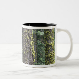 Riesen-Sequoia-Bäume im Wald, Sequoia und Zweifarbige Tasse