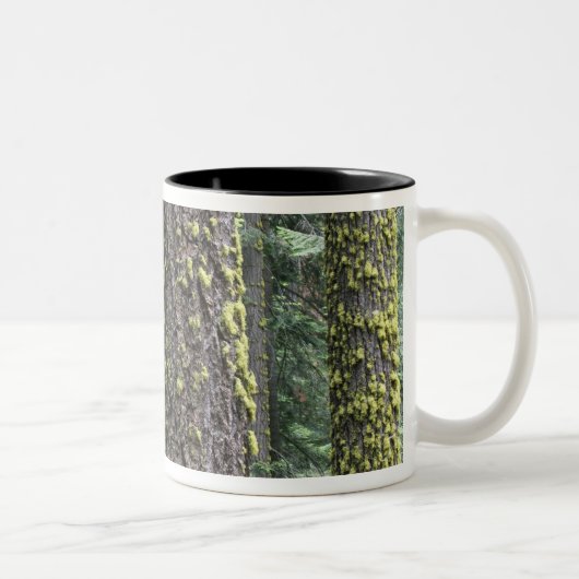 Riesen-Sequoia-Bäume im Wald, Sequoia und Zweifarbige Tasse (Rechts)
