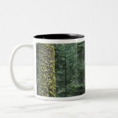 Riesen-Sequoia-Bäume im Wald, Sequoia und Zweifarbige Tasse (Links)