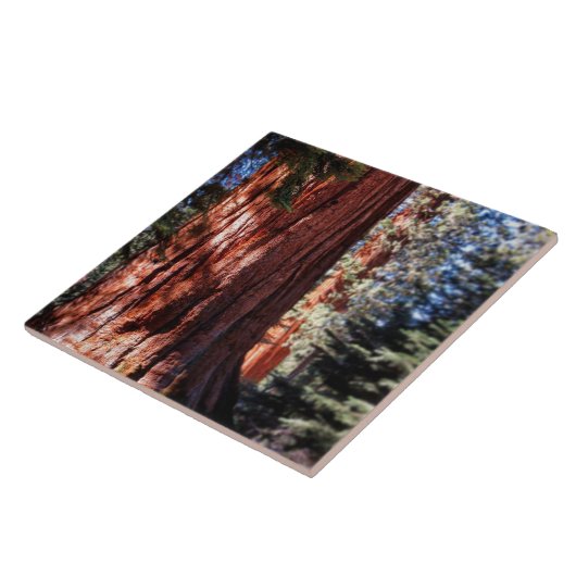 Riesen-Sequoia-Foto Fliese (Seite)