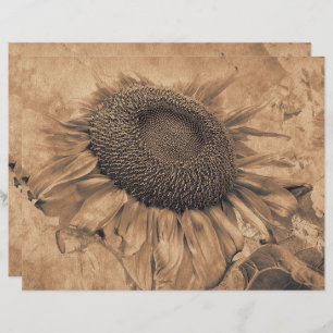 Riesen-Sonnenblumen Vintag Sepia Brown Decoupage