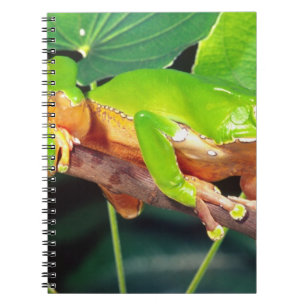 Riesen-Zweifarbiger-Affen-Laubfrosch, Phyllomedusa Notizblock