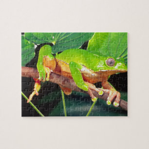 Riesen-Zweifarbiger-Affen-Laubfrosch, Phyllomedusa Puzzle