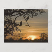 Riesenadleröwen (Bubo lacteus), silhouettiert am Postkarte (Vorderseite)