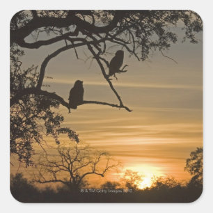 Riesenadleröwen (Bubo lacteus), silhouettiert am Quadratischer Aufkleber
