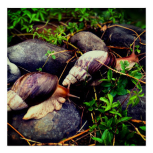 Riesenafrikanische Landschnecken Gerahmt Art Poster