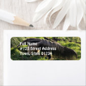 Riesenanteater-Rücksendeadresse (Insitu)