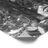 Riesenbaum bereit zum Fall, 1902 Poster (Ecke)