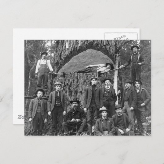 Riesenbaum bereit zum Fall, 1902 Postkarte (Vorne/Hinten)