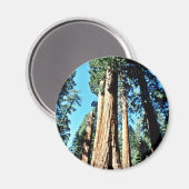 Riesenbäume - Sequoia-Nationalwald Magnet (Vorderseite/Rückseite)