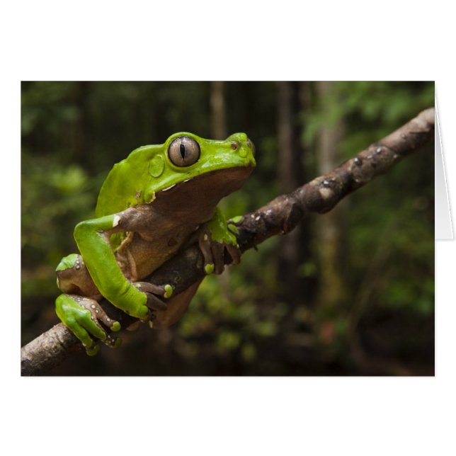 Riesenblätterfrosch Phyllomedusa bicolor) (Vorderseite (Horizontal))