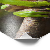 Riesenblätterfrosch Phyllomedusa bicolor) Fotodruck (Ecke)