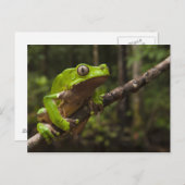 Riesenblätterfrosch Phyllomedusa bicolor) Postkarte (Vorne/Hinten)