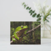 Riesenblätterfrosch Phyllomedusa bicolor) Postkarte (Stehend Vorderseite)