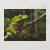 Riesenblätterfrosch Phyllomedusa bicolor)