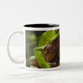 Riesenblätterfrosch Phyllomedusa bicolor) Zweifarbige Tasse (Links)