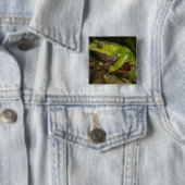 Riesenblattfrosch Phyllomedusa bicolor) 3 Button (Beispiel)