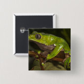 Riesenblattfrosch Phyllomedusa bicolor) 3 Button (Vorne & Hinten)