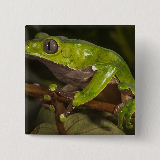 Riesenblattfrosch Phyllomedusa bicolor) 3 Button (Vorderseite)