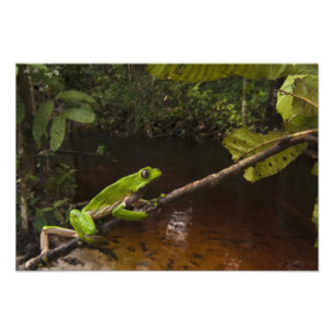 Riesenblattfrosch Phyllomedusa bicolor) 3 Fotodruck