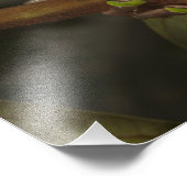 Riesenblattfrosch Phyllomedusa bicolor) 3 Fotodruck (Ecke)