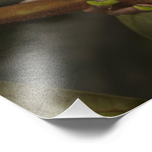 Riesenblattfrosch Phyllomedusa bicolor) 3 Fotodruck (Ecke)