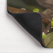 Riesenblattfrosch Phyllomedusa bicolor) 3 Mousepad (Ecke)