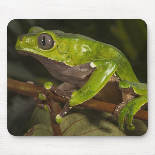 Riesenblattfrosch Phyllomedusa bicolor) 3 Mousepad (Vorne)