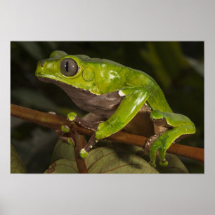 Riesenblattfrosch Phyllomedusa bicolor) 3 Poster