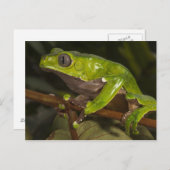 Riesenblattfrosch Phyllomedusa bicolor) 3 Postkarte (Vorne/Hinten)