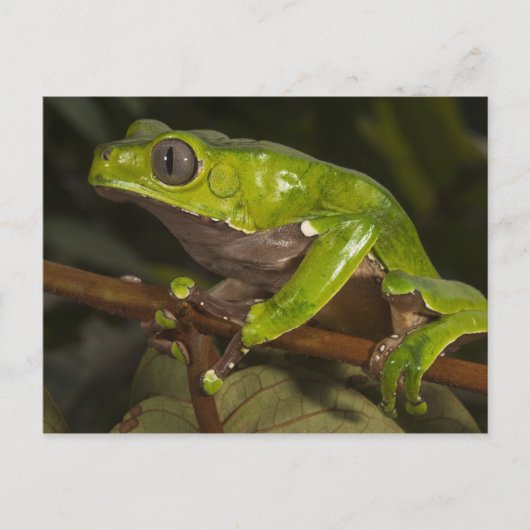 Riesenblattfrosch Phyllomedusa bicolor) 3 Postkarte (Vorderseite)