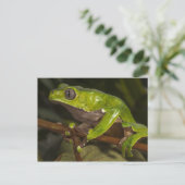 Riesenblattfrosch Phyllomedusa bicolor) 3 Postkarte (Stehend Vorderseite)