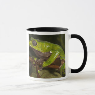 Riesenblattfrosch Phyllomedusa bicolor) 3 Tasse