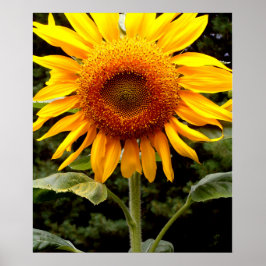 Riesenblume, gelbe Blume Poster