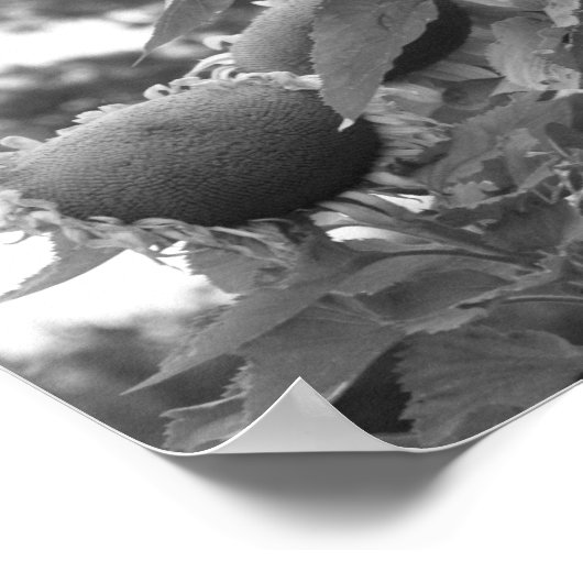 Riesenblumen, blau und weiß poster (Ecke)