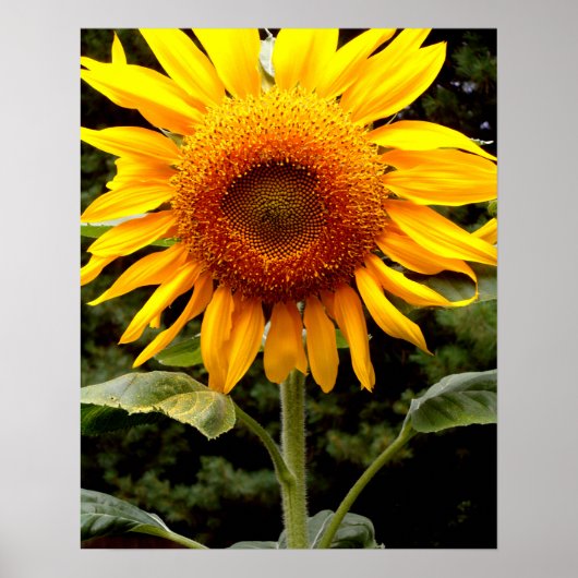 Riesenblumen, gelb blühend poster (Vorne)
