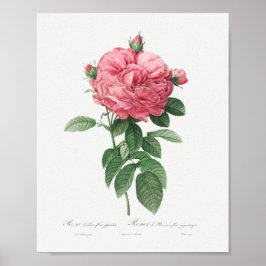 Riesenblüte der französischen Rose Vintag Blütenro Poster