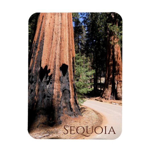Riesenfarbenbaum im Sequoia-Nationalpark Magnet (Vertikal)