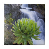 Riesenfellfisch oder Dendrosenecio 2 Fliese (Vorderseite)