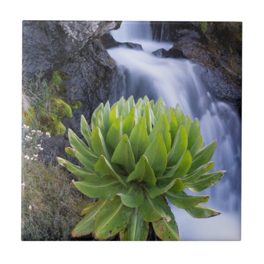 Riesenfellfisch oder Dendrosenecio 2 Fliese (Vorderseite)