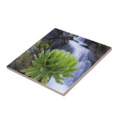 Riesenfellfisch oder Dendrosenecio 2 Fliese (Seite)