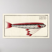Riesenfisch nach einem Print aus dem 18. Jahrhunde Poster (Vorne)