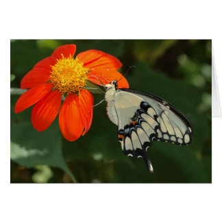 RiesenFrack über Blume