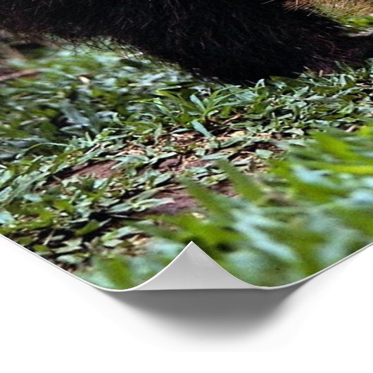 Riesenfresser (Myrmecophaga tridactyla) Poster (Ecke)